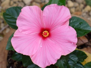Hibiscus