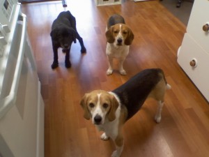 Our dogbabies beggin for bacon.