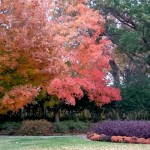 "We don't get much fall color here in Texas, but the Arboretum is an exception the the rule."