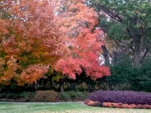 "We don't get much fall color here in Texas, but the Arboretum is an exception the the rule."